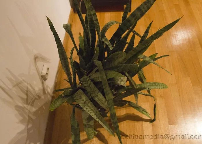 Residenza Don Pepito -shabbat Friendly Bucarest