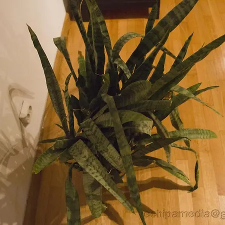 Residenza Don Pepito -shabbat Friendly Бухарест